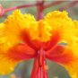 Caesalpinia Pulcherrima 30 PCS Seeds