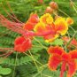 Caesalpinia Pulcherrima 30 PCS Seeds