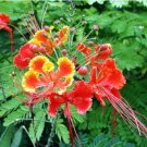 Caesalpinia pulcherrima Poinciana Peacock Flower 100 PCS Seeds