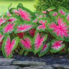 Caladium Bicolor Seed Green Pink Bicolor Leaves 100 PCS Seeds
