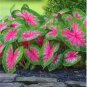 Caladium Bicolor Seed Green Pink Bicolor Leaves 100 PCS Seeds