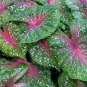 Caladium Bicolor Seed Green Pink Bicolor Leaves 100 PCS Seeds