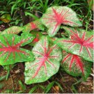 Caladium White Big Leaves with Greyish Purple Edge 120 PCS Seeds Caladium White Big Leaves with Greyish Purple Edge 120 PCS Seeds