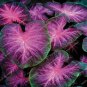 Caladium White Big Leaves with Greyish Purple Edge 120 PCS Seeds