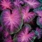Caladium White Big Leaves with Greyish Purple Edge 120 PCS Seeds