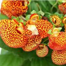 Calceolaria Seeds Purse Flower Seeds Original Package 30 PCS Seeds Calceolaria Seeds Purse Flower Seeds Original Package 30 PCS Seeds