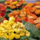Calceolaria tomentosa Seeds Yellow Slipper Flower Lady's Purse 200 PCS Seeds Calceolaria tomentosa Seeds Yellow Slipper Flower Lady's Purse 200 PCS Seeds
