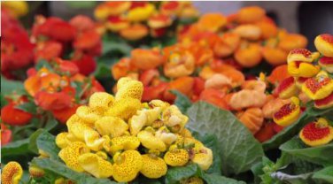 Calceolaria tomentosa Seeds Yellow Slipper Flower Lady's Purse 200 PCS Seeds