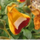 Calceolaria Uniflora Bonsai Flowers 100 PCS Seeds Calceolaria Uniflora Bonsai Flowers 100 PCS Seeds