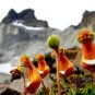 Calceolaria Uniflora Rare Perennial Flower 30 PCS Seeds
