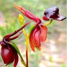 Caleana Major Flying Duck Orchid Garden Potted Decor Flowers 100 PCS Seeds