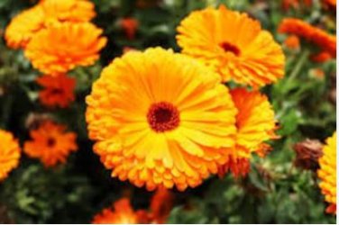 Calendula 50 PCS Seeds
