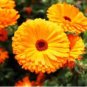 Calendula 50 PCS Seeds