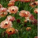 Calendula Bronzed Beauty Bicolor Pot Marigold Flowers 50 PCS Seeds