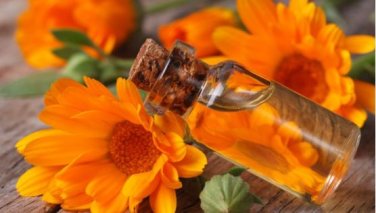 Calendula Orange Pot Marigold Flower 30 PCS Seeds