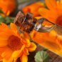Calendula Orange Pot Marigold Flower 30 PCS Seeds