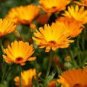 Calendula Orange Pot Marigold Flower 30 PCS Seeds