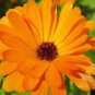 Calendula Orange Pot Marigold Flower 30 PCS Seeds