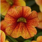 Calibrachoa Kabloom Crave Sunset Vigorous Free-Flowering Annual Petunia Bonsai 100 PCS Seeds