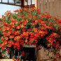 Calibrachoa Kabloom Crave Sunset Vigorous Free-Flowering Annual Petunia Bonsai 100 PCS Seeds