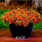 Calibrachoa Kabloom Crave Sunset Vigorous Free-Flowering Annual Petunia Bonsai 100 PCS Seeds
