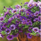 Calibrchoa Million Bells Annual Flower 100 pcs Seeds