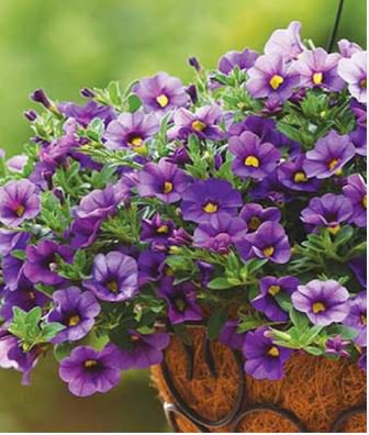 Calibrchoa Million Bells Annual Flower 100 pcs Seeds