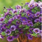 Calibrchoa Million Bells Annual Flower 100 pcs Seeds