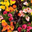 Calla Bonsai Calla Lily Flower Rare Bonsai Flower Plants 200 PCS Seeds