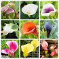 Calla Bonsai Calla Lily Flower Rare Bonsai Flower Plants 200 PCS Seeds