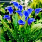 Calla Flower Plants Rare Bonsai Calla Lily Flower Planting (Not Calla Bulbs) 100 PCS Seeds Calla Flower Plants Rare Bonsai Calla Lily Flower Planting (Not Calla Bulbs) 100 PCS Seeds