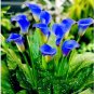 Calla Flower Plants Rare Bonsai Calla Lily Flower Planting (Not Calla Bulbs) 100 PCS Seeds