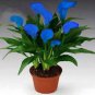 Calla Flower Plants Rare Bonsai Calla Lily Flower Planting (Not Calla Bulbs) 100 PCS Seeds