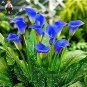 Calla Flower Plants Rare Bonsai Calla Lily Flower Planting (Not Calla Bulbs) 100 PCS Seeds