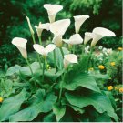 Calla Lily Bonsai Room Flowers Zantedeschia Aethiopica Bonsai 100 PCS Seeds