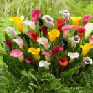 Calla Lily Seeds Black Color 50 PCS Seeds