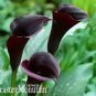 Calla Lily Seeds Black Color 50 PCS Seeds