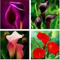 Calla lily seeds perennial potted plant for home & garden decoration 100 PCS Seeds