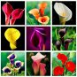 Calla lily seeds perennial potted plant for home & garden decoration 100 PCS Seeds