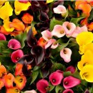 Calla Lily Zantedeschia aethiopica Flower semillas sementes 100 PCS Seeds