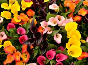 Calla Lily Zantedeschia aethiopica Flower semillas sementes 100 PCS Seeds