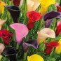 Calla Lily Zantedeschia aethiopica Flower semillas sementes 100 PCS Seeds