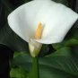 Calla Lily Zantedeschia aethiopica Flower semillas sementes 100 PCS Seeds