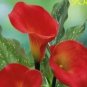 Calla Lily Zantedeschia aethiopica Flower semillas sementes 100 PCS Seeds