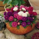 Callistephus Chinensis 200 PCS Seeds