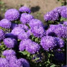 Callistephus chinensis China Aster Duchess Blue Ice Annual 50 PCS Seeds Callistephus chinensis China Aster Duchess Blue Ice Annual 50 PCS Seeds