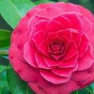 Camellia Flores Seeds Bright Orange Color 50 PCS Seeds Camellia Flores Seeds Bright Orange Color 50 PCS Seeds