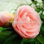 Camellia Flores Seeds Bright Orange Color 50 PCS Seeds