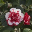Camellia Flowers Plants 24kinds Color for Chose 50 PCS Seeds