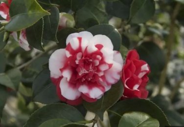 Camellia Flowers Plants 24kinds Color for Chose 50 PCS Seeds